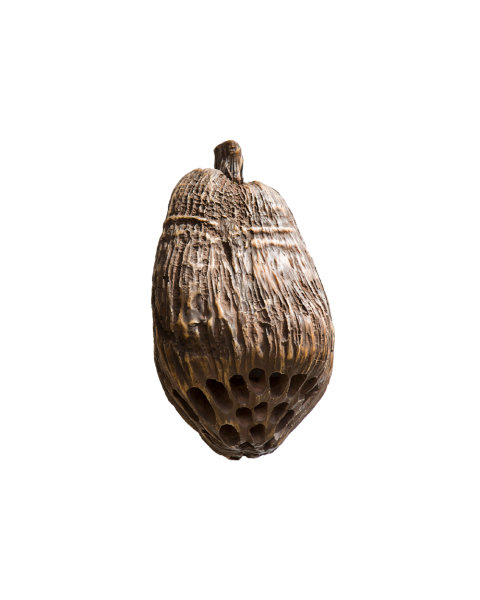 Coconutz